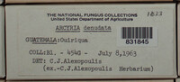 Arcyria denudata image